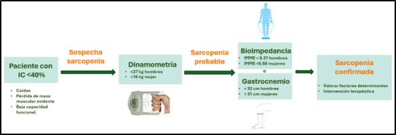 Figura 2. Protocolo propuesto para el cribado de sarcopenia en consulta (creación propia).