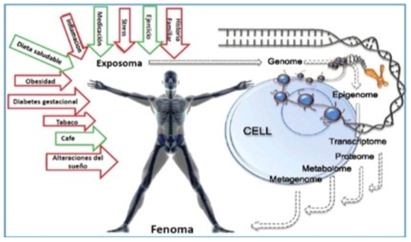 Figura 2. EXPOSOMA. Modificado Franks PW y cols. Diabetes Care 2013; 36(5)