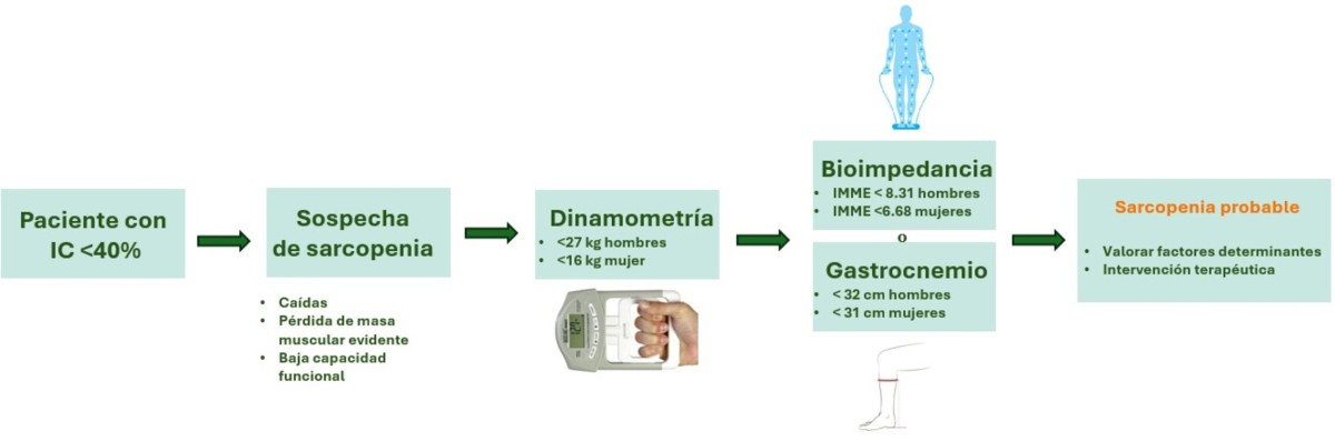 Figura 1. Protocolo propuesto para el cribado de sarcopenia en consulta. IMME: índice de masa muscular esquelética